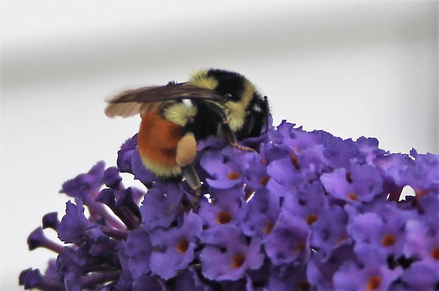 Butterfly Bush