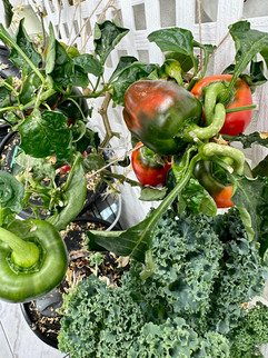 Peppers & Kale