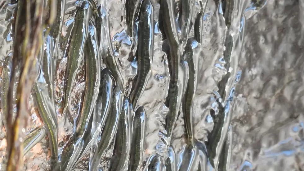 tiny shellear fish crawling up the Luvilombo Falls' cliffside