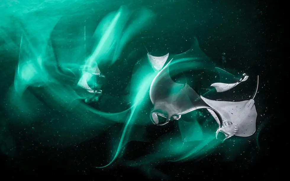 Juvenile Munk’s devil rays