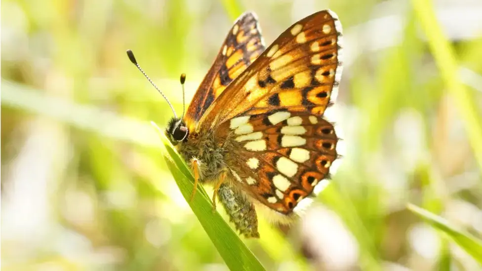 Duke of Burgundy butterfly on a flower