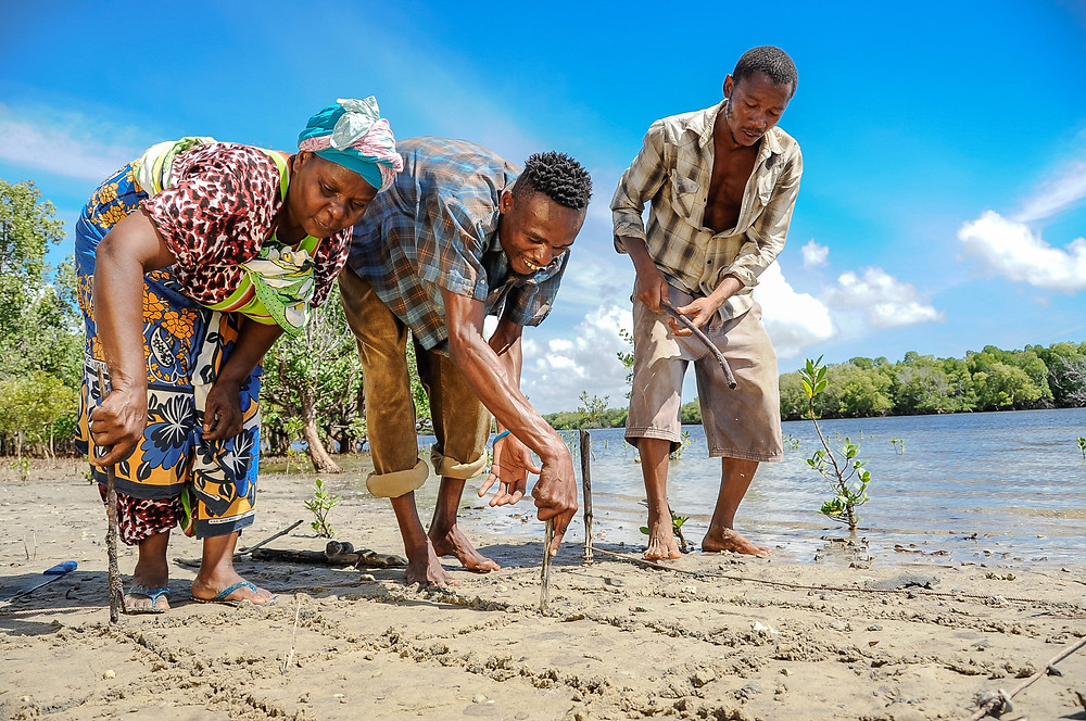 Kenyans planting mangrove seeds along the sea shore