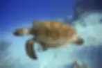 a Kemp's Ridley sea turtle swimming in clear blue ocean water