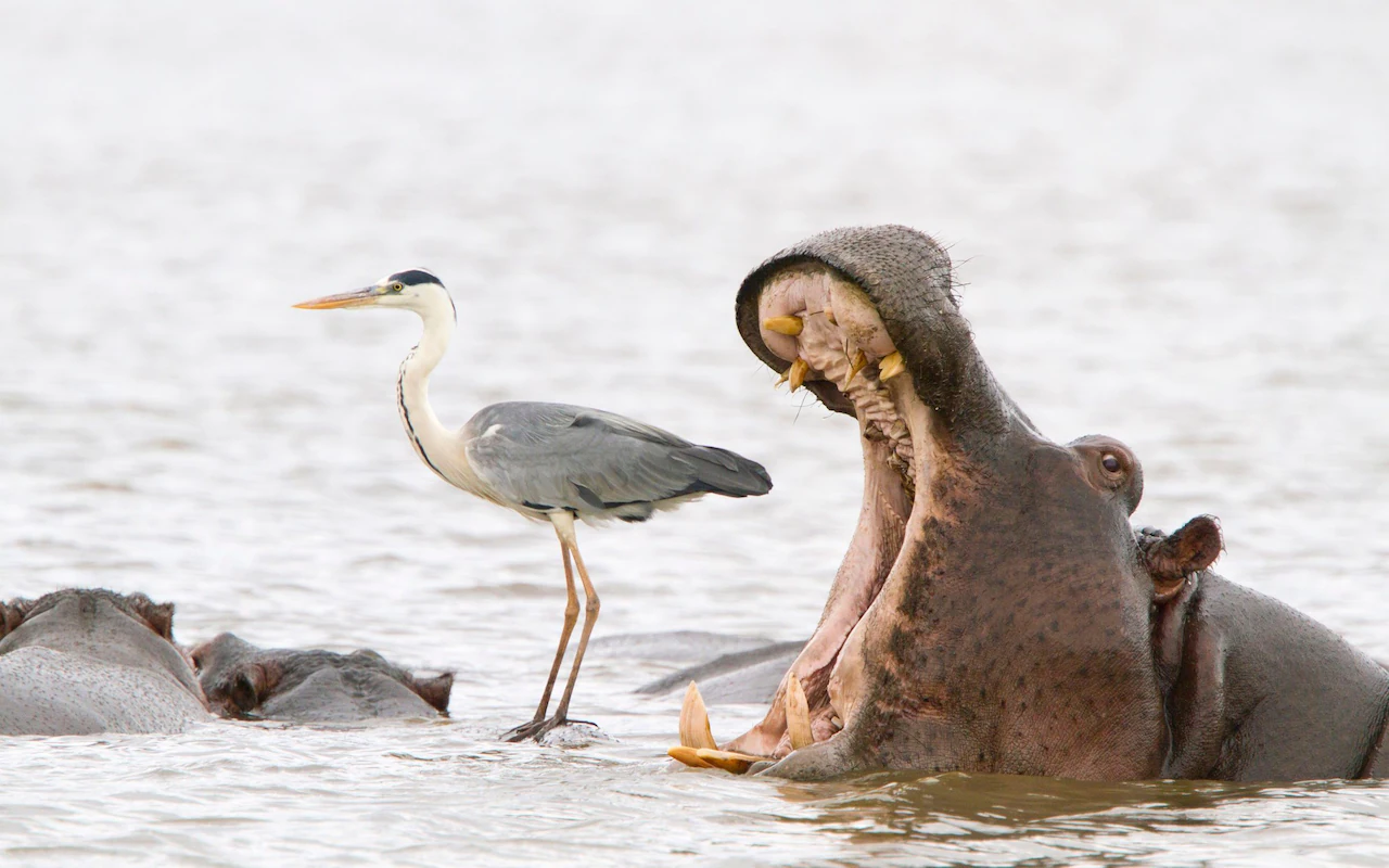 Hippo yawning next to an unafraid heron
