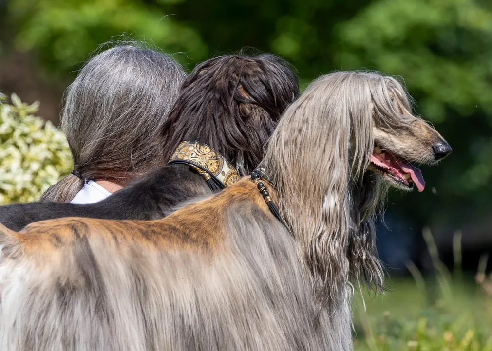 Pair of Afghan hounds