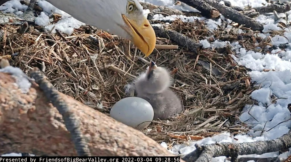 Head of an adult bald eagle putting its beak very close to a tiny baby eaglet