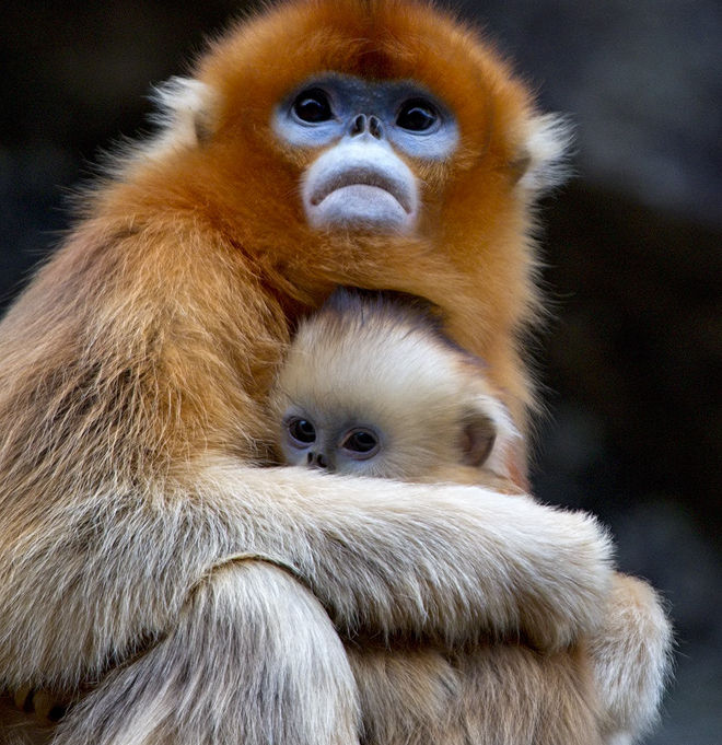 Golden snub-nosed monkey with her baby