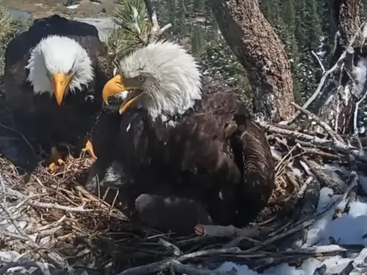 Bald eagles Jackie and Shadow in their nest at the top of a tree