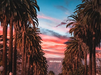 Palm trees in Los Angeles