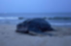 leatherback sea turtle nesting on a beach