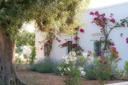 masseria annabella puglia colourful roses