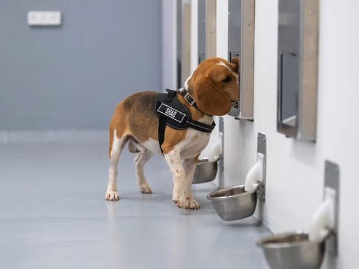 Remarkable Accuracy: Cancer-Sniffing Dogs And AI