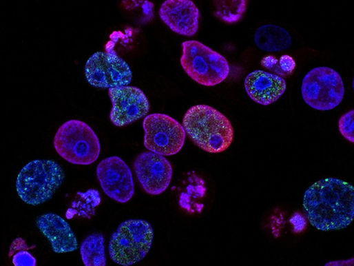 New Tumour Destroying Drug