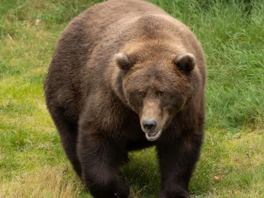 A very fat brown bear carries her weight well near Brooks River, Alaska