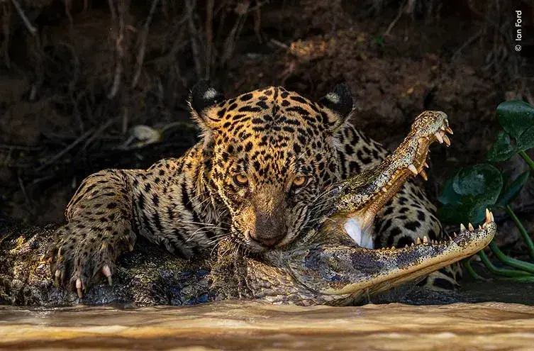 A jaguar attacking a caiman in Brazil