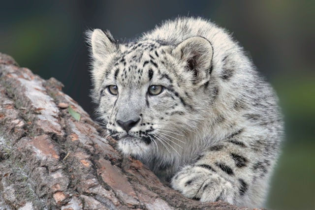 Young snow leopard cub, in the stalking position