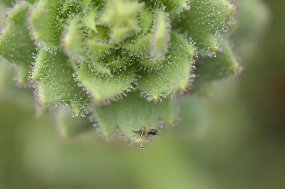 the sticky hairs on Saxifraga trapping an insect
