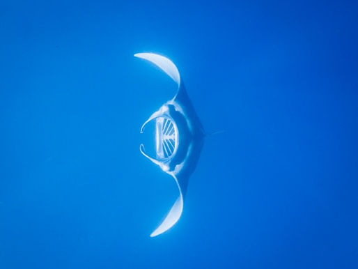 Manta ray swimming through clear blue water