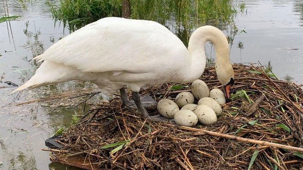 Mother swan attending to her 8 eggs