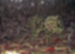 an 8.5 year-old female Sunda clouded leopard snapped on a camera trap in Borneo