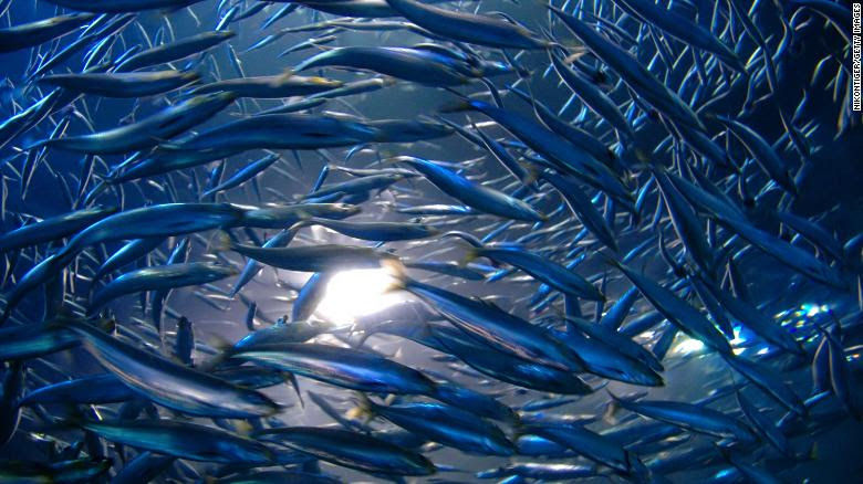 Tightly packed shoal of anchovies