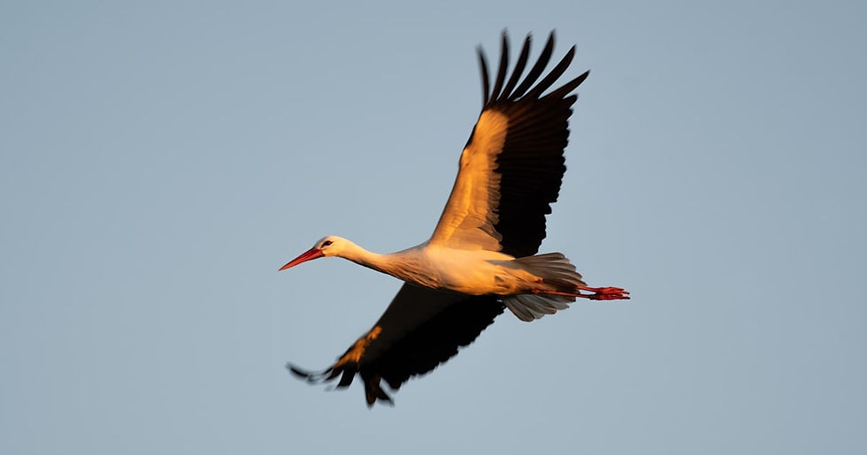 White Stork in flight