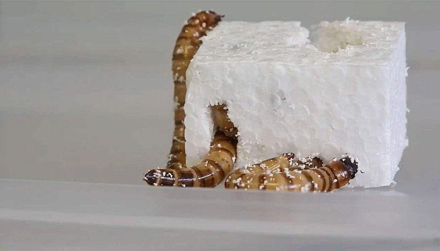 Superworm that eats polystyrene