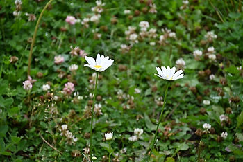 Wildflower meadow