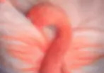Flamingo tucking its head in its wing in preparation to falling asleep