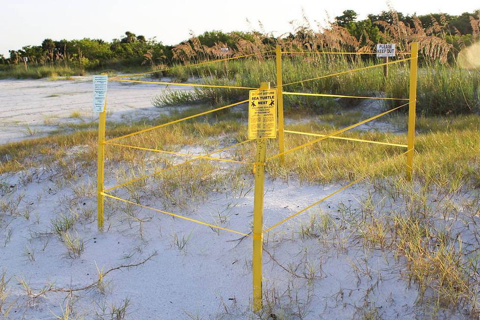 Turtle nest protection zone in Florida