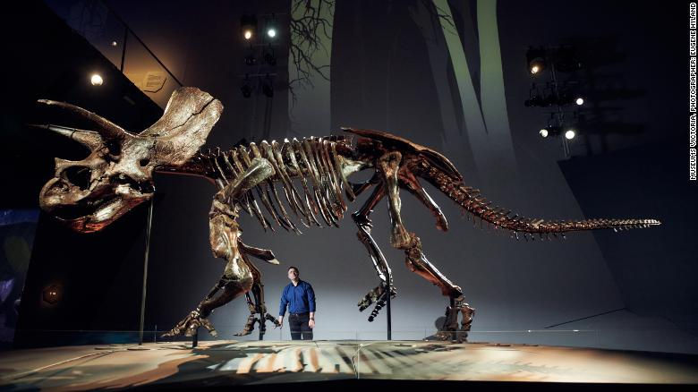 Skeleton of a Triceratop towering above the museum's curator