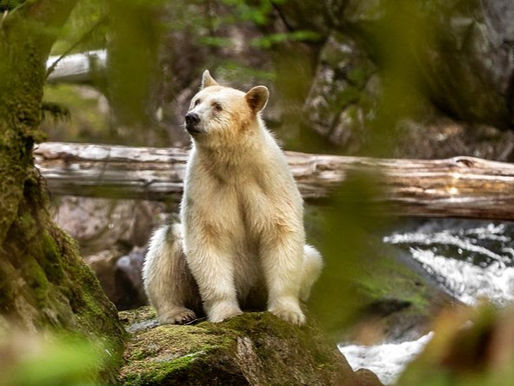 Spirit bear, with its white fur, pausing on a rock beside a river