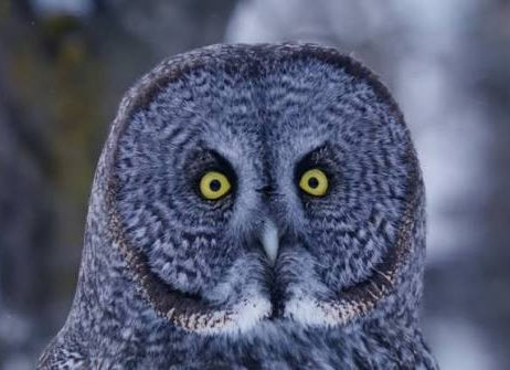 How a Great Grey Owl Uses Sound to Hunt Under Snow