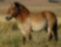 A Przewalski horse on a Kazakhstan prairie