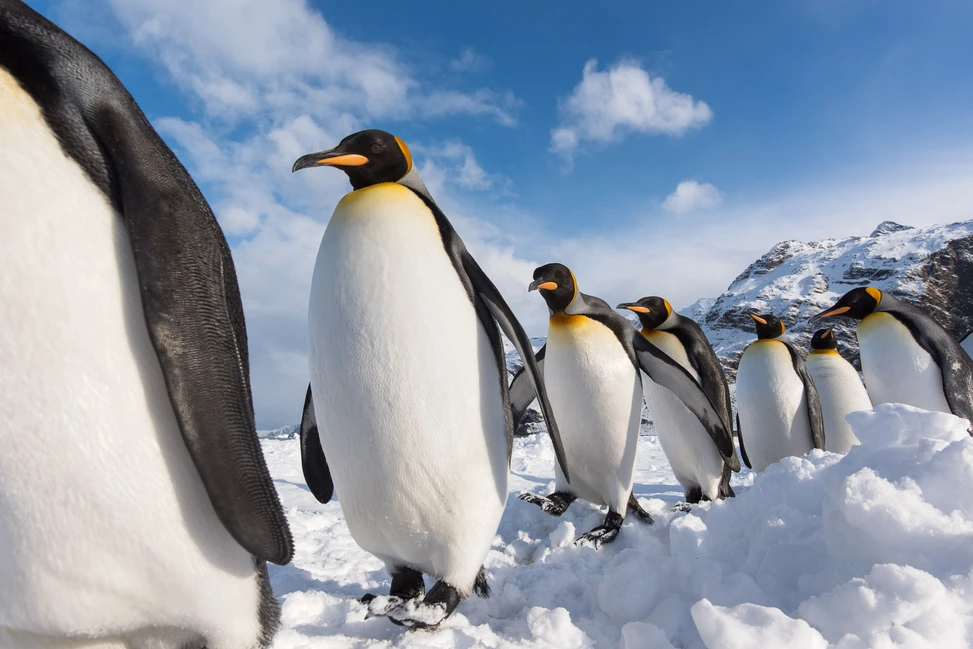 Single file line of King penguins walking