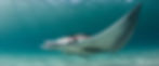 an Atlantic manta ray