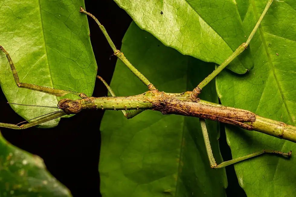 A stick insect camouflaged on a tree branch