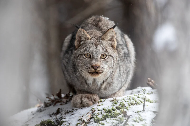 Canadian lynx