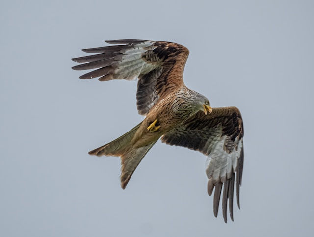 A red kite turning in flight