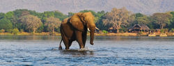 chiawa-camp-elephant-zambezi-river