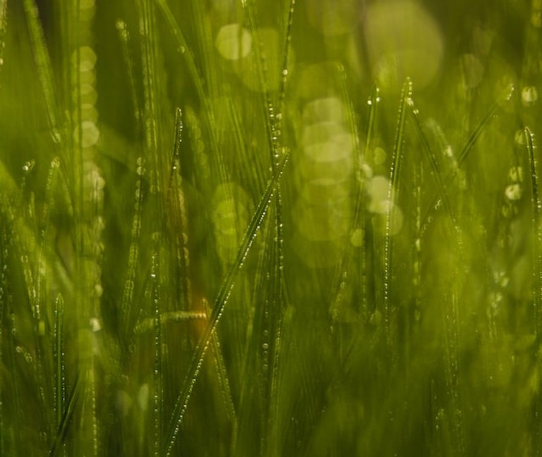New Law For Lawns OGN Daily new-law-for-lawns-ogn-daily