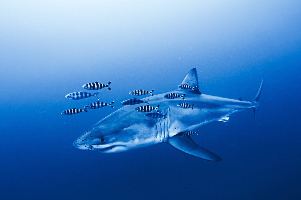 an adult great white shark swimming in the Mediterranean