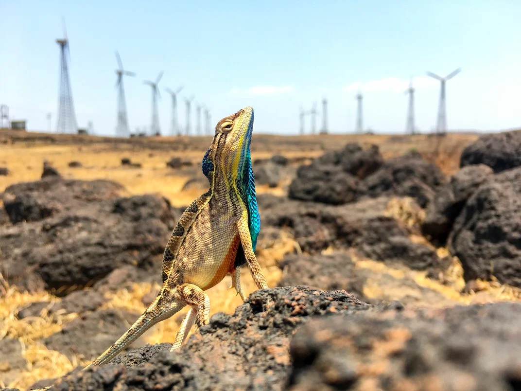 Fan-throated lizard on a rock in India