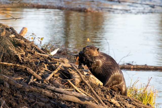 Beaver building a dam