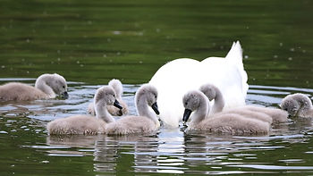 Swan swimming with six of her cygnets