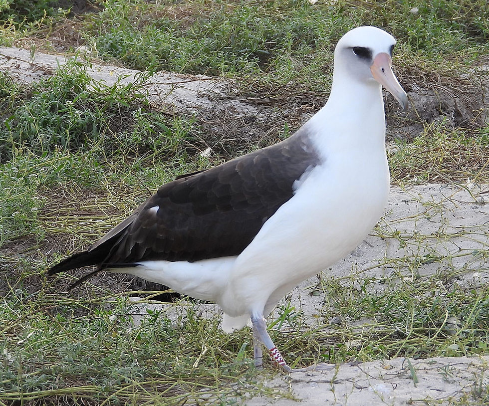 Meet Wisdom: The World's Oldest Known Wild Bird