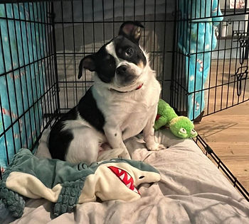 Rescue dog Igor in his kennel