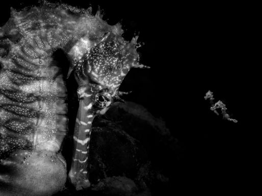 portrait of a male seahorse and two tiny juveniles alongside him