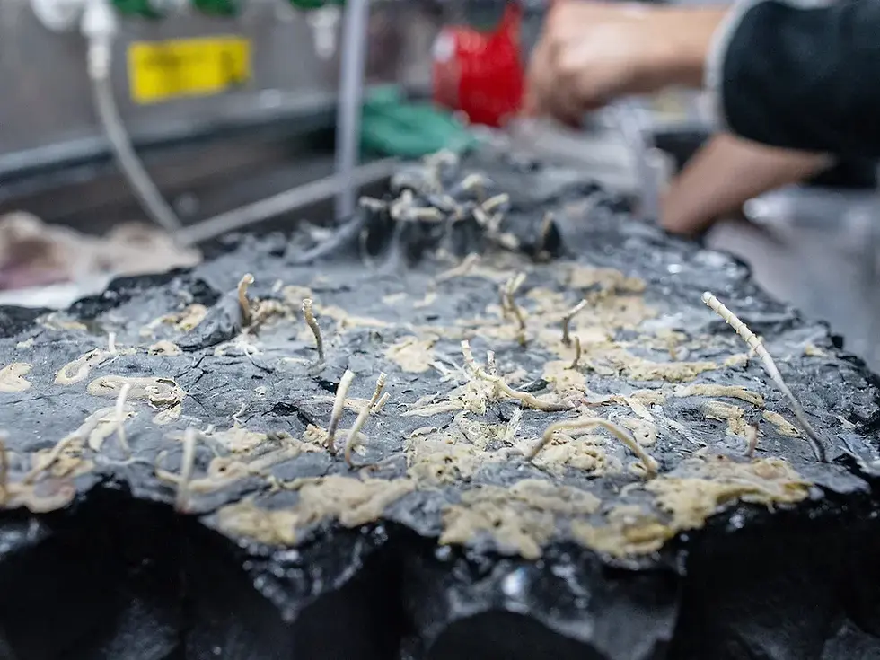Sample of ocean crust, turned upside down, reveals tubeworms and other organisms