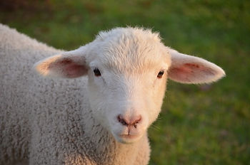 Lamb